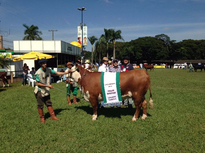 Grande Campeã Polled Hereford e Suprema Campeã Hereford, Fazenda Irapuá