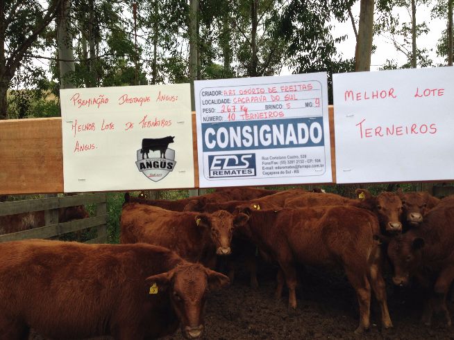 8ª Feira Oficial de Terneiros, Terneiras e Vaquilhonas – Guarda Velha