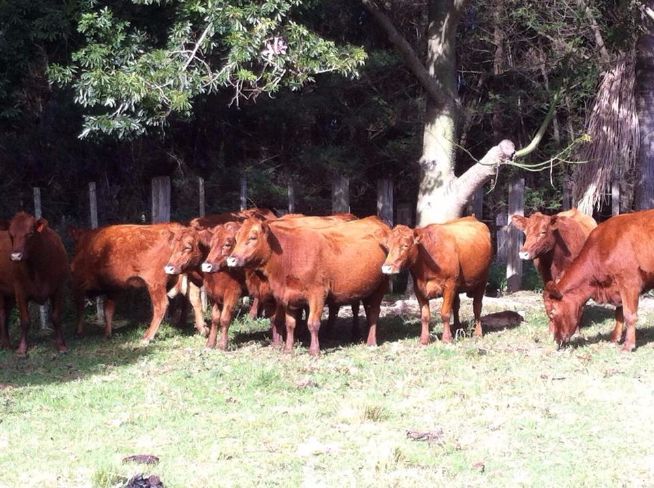 Lote de fêmeas RED ANGUS da Cab. Casco Negro em oferta no Angus de Outono 2015
