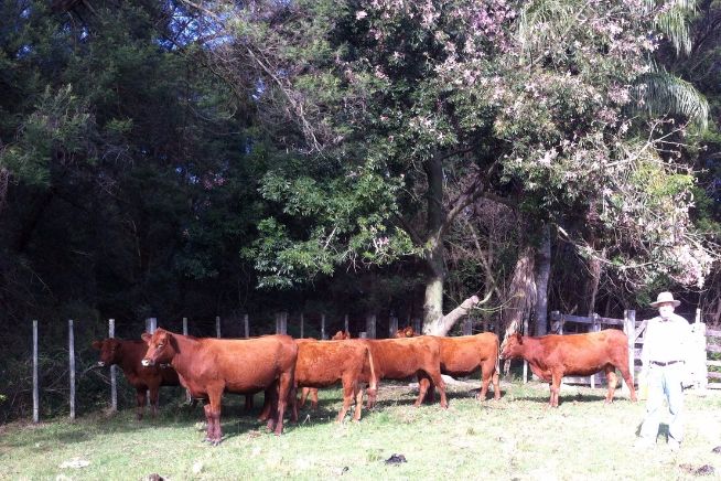 Lote de fêmeas RED ANGUS da Cab. Casco Negro em oferta no Angus de Outono 2015