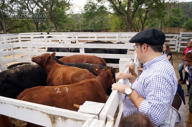 Angus de Outono, julgamento dos lotes comerciais e registrados