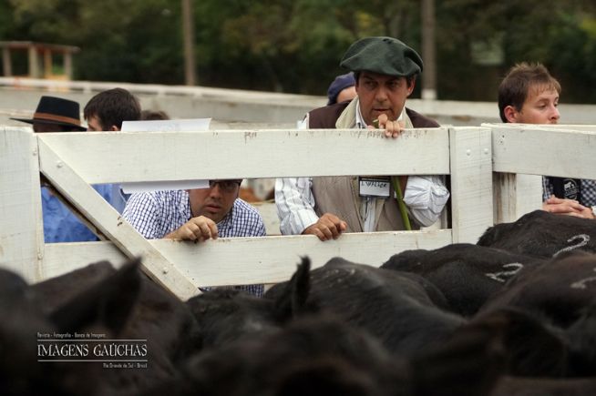 Angus de Outono, julgamento dos lotes comerciais e registrados