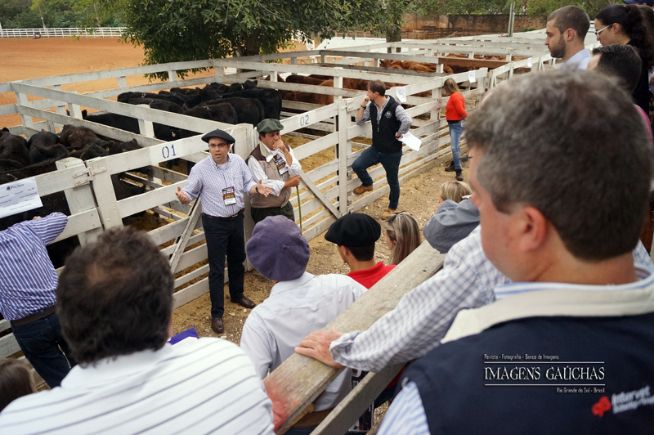 Angus de Outono, julgamento dos lotes comerciais e registrados