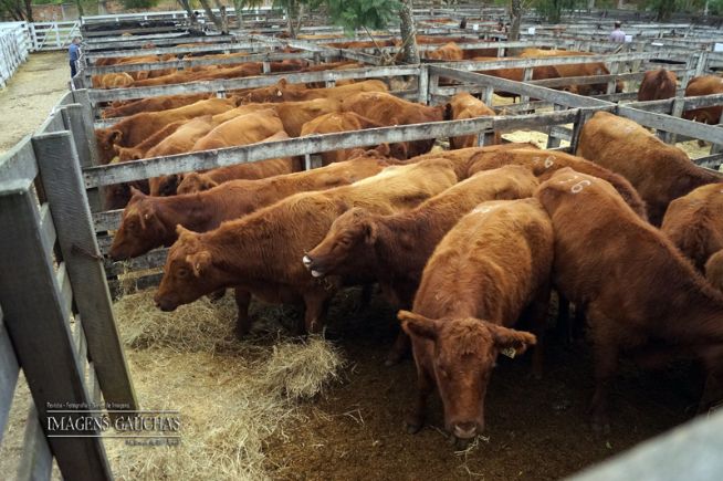 Angus de Outono, leilão inédito com mais de 430 animais