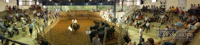 Angus de Outono 2015: mais de 400 animais em pista