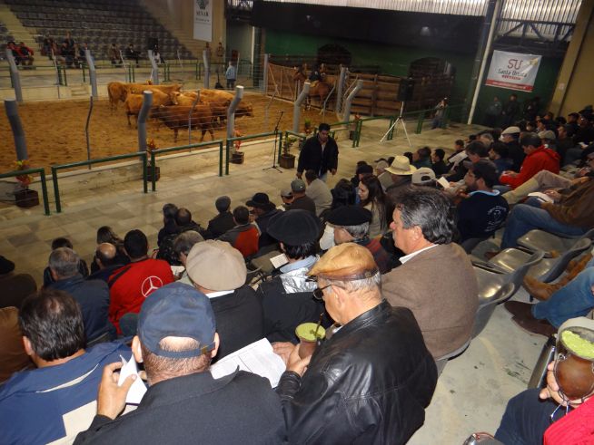 Remate negociou 910 animais na noite desta quinta-feira em Esteio