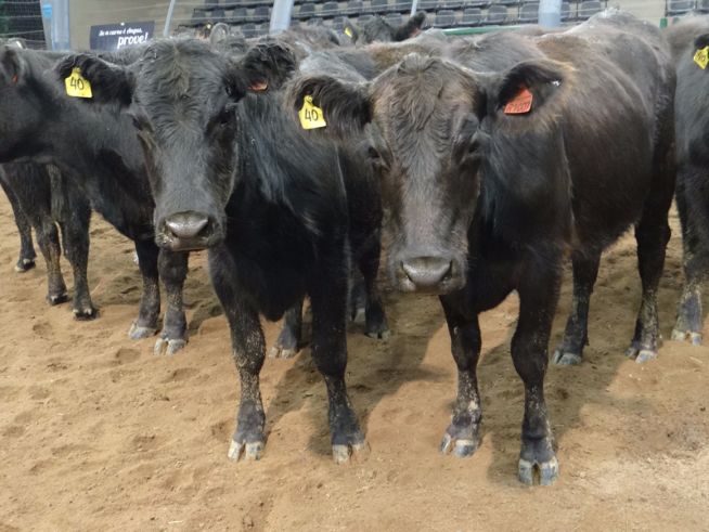 Novilhas Angus CA foram arrematadas por R$ 2.610,00/cabeça