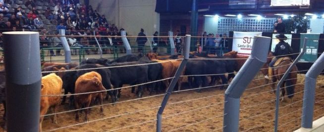 FENASUL - 13ª Feira de Terneiros, Terneiras e Vaquilhonas
