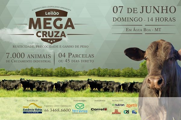 Leilão Mega Cruza 2015