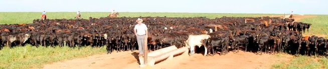 O megalote com 1,25 mil bezerros foi negociado por 2,47 milhões