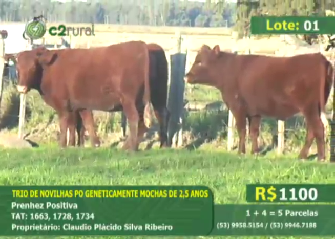 Leilão Virtual Devon 2015