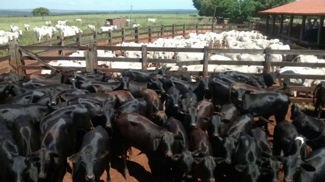 Criadores ampliam cruzamento industrial com Angus no Pará