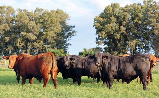 PECUARISTAS: cada um no seu quadrado