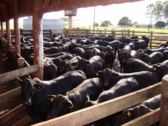 Agrop. Maragogipe alcança 98% de certificação no Carne Angus