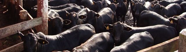 Agrop. Maragogipe alcança 98% de certificação no Carne Angus