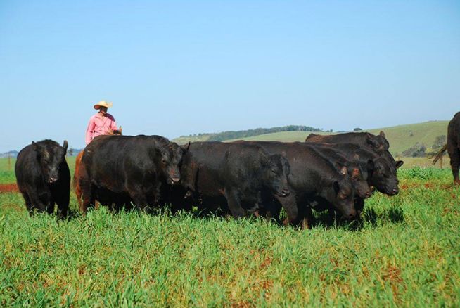 Fazenda Rio da Paz realiza o seu 7º Leilão de Produção