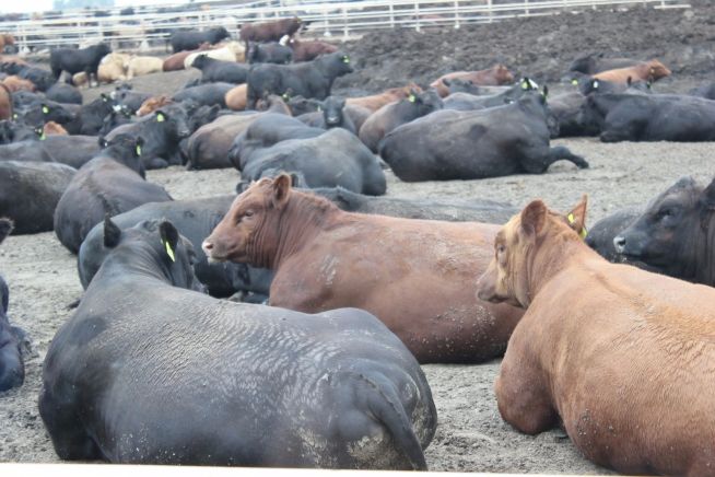 ABS Beef Tour 2015