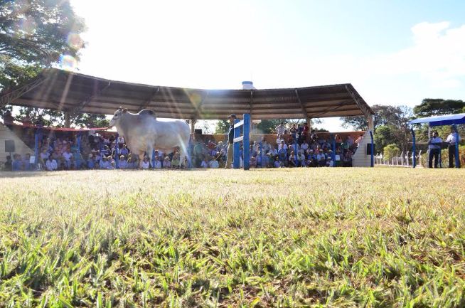 Desfile de Touros reúne cerca de 500 pessoas
