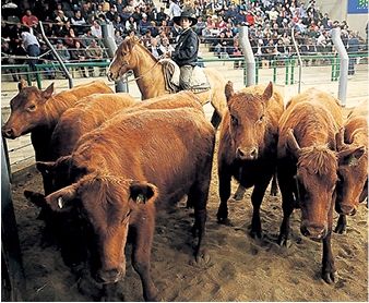Feira da Novilha Selecionada atinge R$ 1,5 milhão