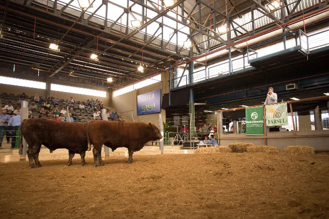 Top Devon alcança média de R$ 8,8 mil na Expointer