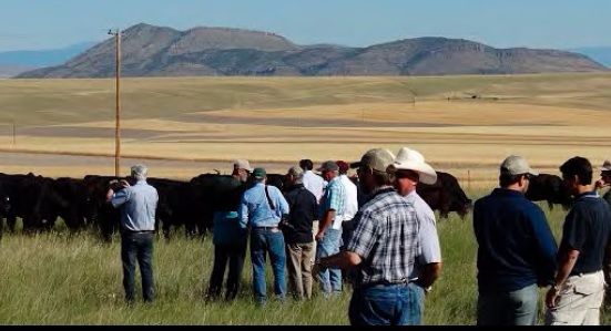 Conhecer a cadeia da carne americana: um curso intensivo