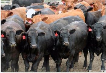 Conhecer a cadeia da carne americana: um curso intensivo