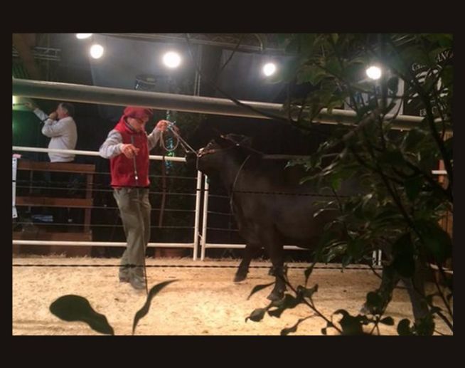 Promedio de US$ 6.864 en la Noche Angus