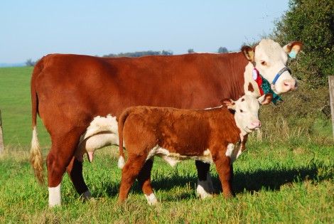 Em destaque, a vaca Polled Hereford Irapuá 184 Glória Forc Boomer