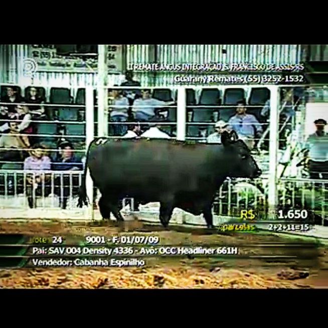 II Remate Angus Integração
