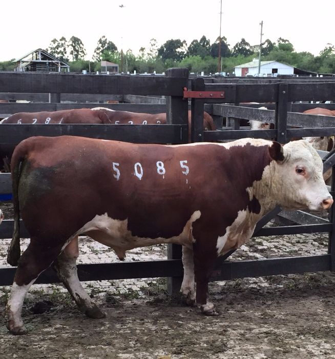 Melhor touro rústico Hereford da Farm Show é vendido por R$ 22,5 mil