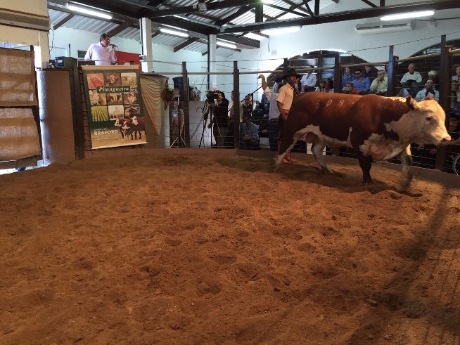 Melhor touro rústico Hereford da Farm Show é vendido por R$ 22,5 mil