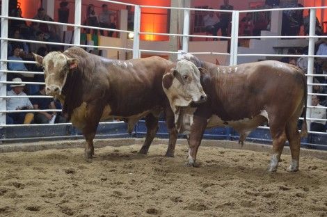 Remate Conexão Pampa atinge R$ 2 milhões