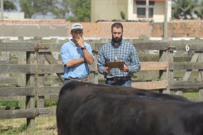 41ª Expofeira de Rio Grande promove exposição e leilão ANGUS