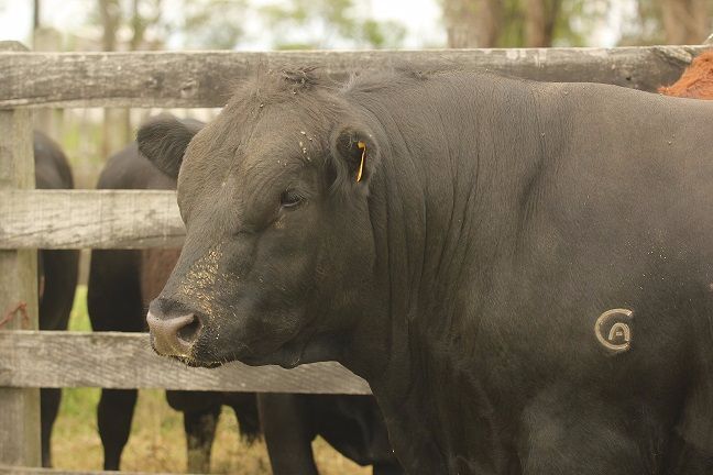 41ª Expofeira de Rio Grande promove exposição e leilão ANGUS