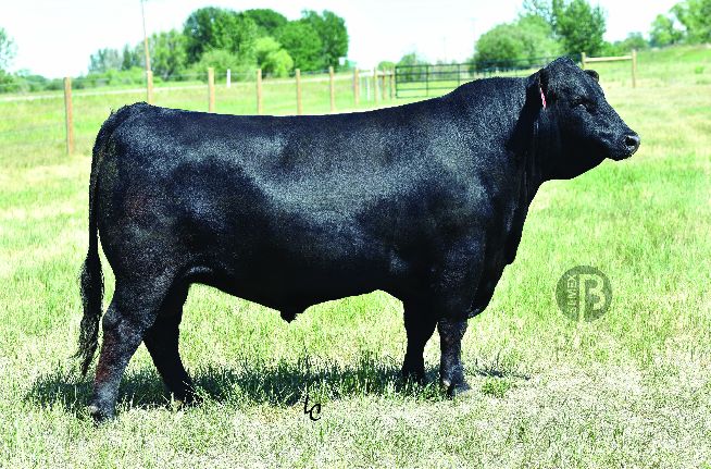 Bruns ARCHER 533