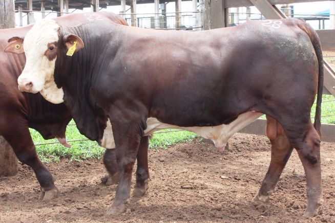 Braford no CP CRV Lagoa 2015