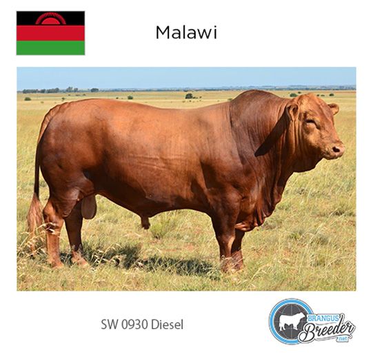 BRONZE: Malawi - SW 0930 Diesel