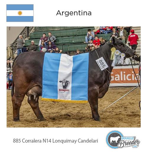 GOLD: Argentina - 885 Corralera N14 Lonquimay Candelari