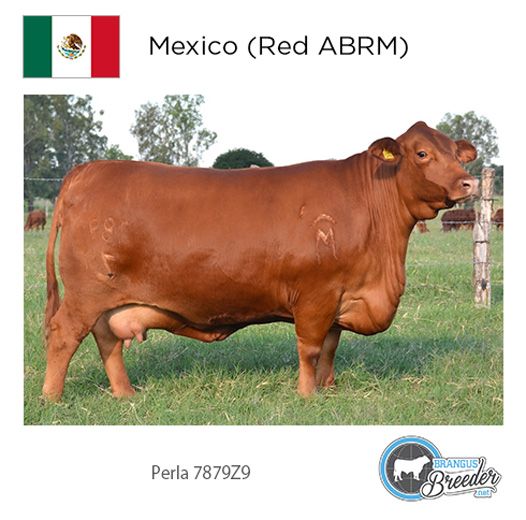 SILVER: Mexico (Red ABRM) - Perla 78729