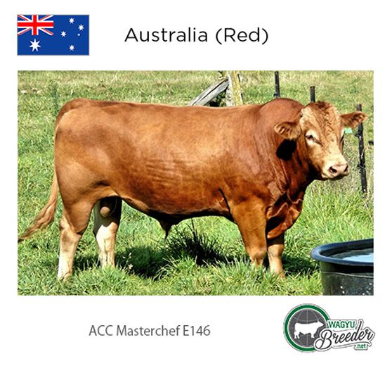 GOLD: Australia (Red) - ACC Masterchef E146