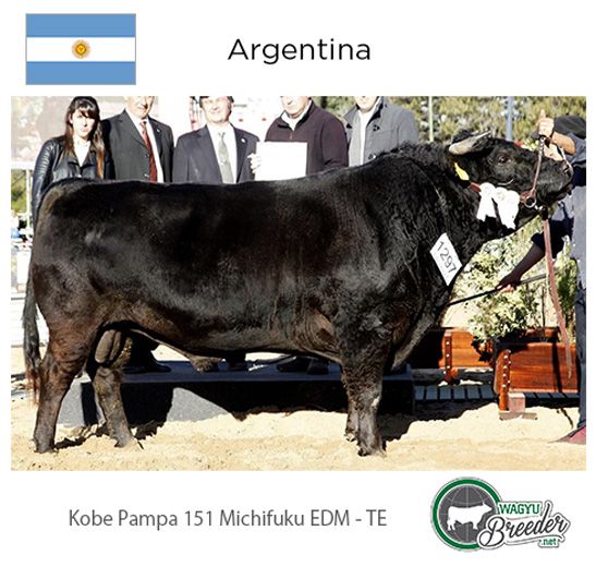 SILVER: Argentina - Kobe Pampa 151 Michifiku EDM - TE