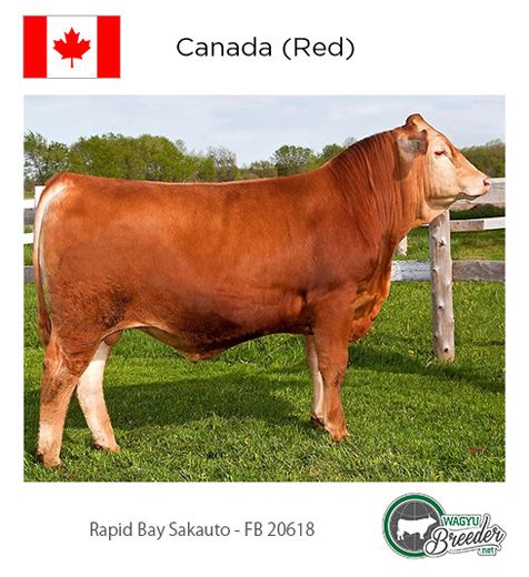 BRONZE: Canada (Red) - Rapid Bay Sakauto - FB 20618