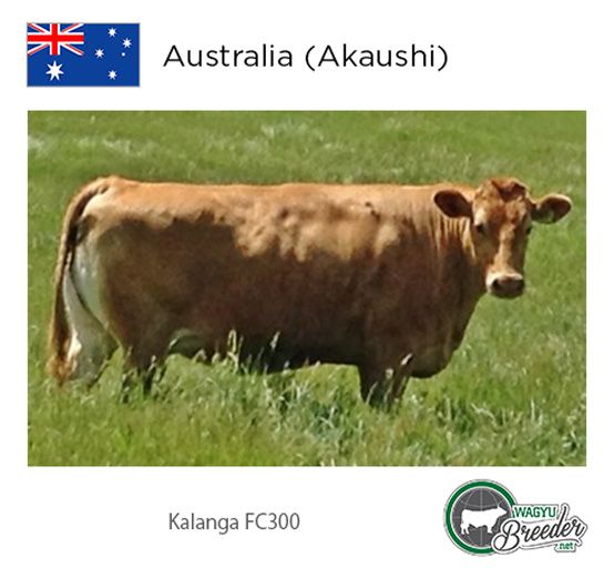 GOLD: Australia (Akaushi) - Kalanga FC300