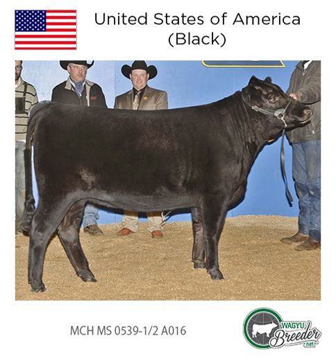 BRONZE: USA (Black) - MCH MS 0539-1/2 A016