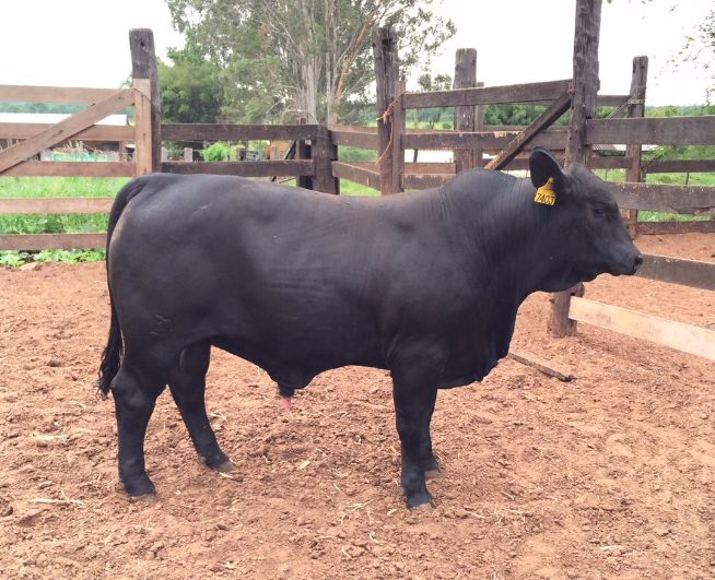 SANLOPES F7403 BORAN