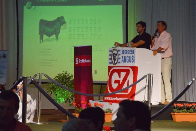 Gala Angus 2016