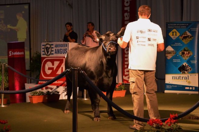 Gala Angus 2016