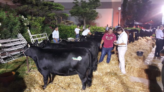 Gala Angus 2016