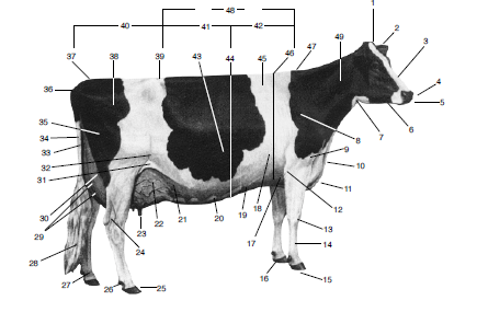 Mirem-se no exemplo daquelas vacas leiteiras