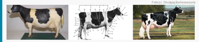 Mirem-se no exemplo daquelas vacas leiteiras